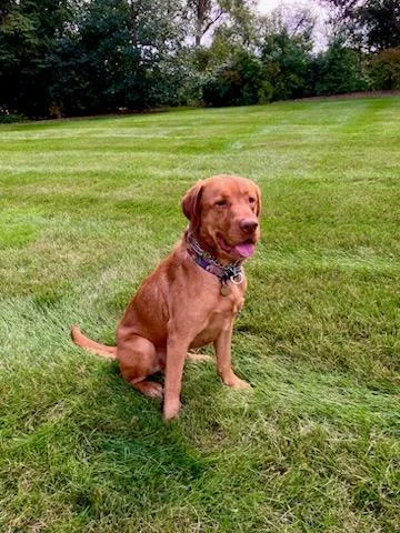 An adult large-sized male Labrador Retriever dog named Beau for adoption in Indianapolis, IN
