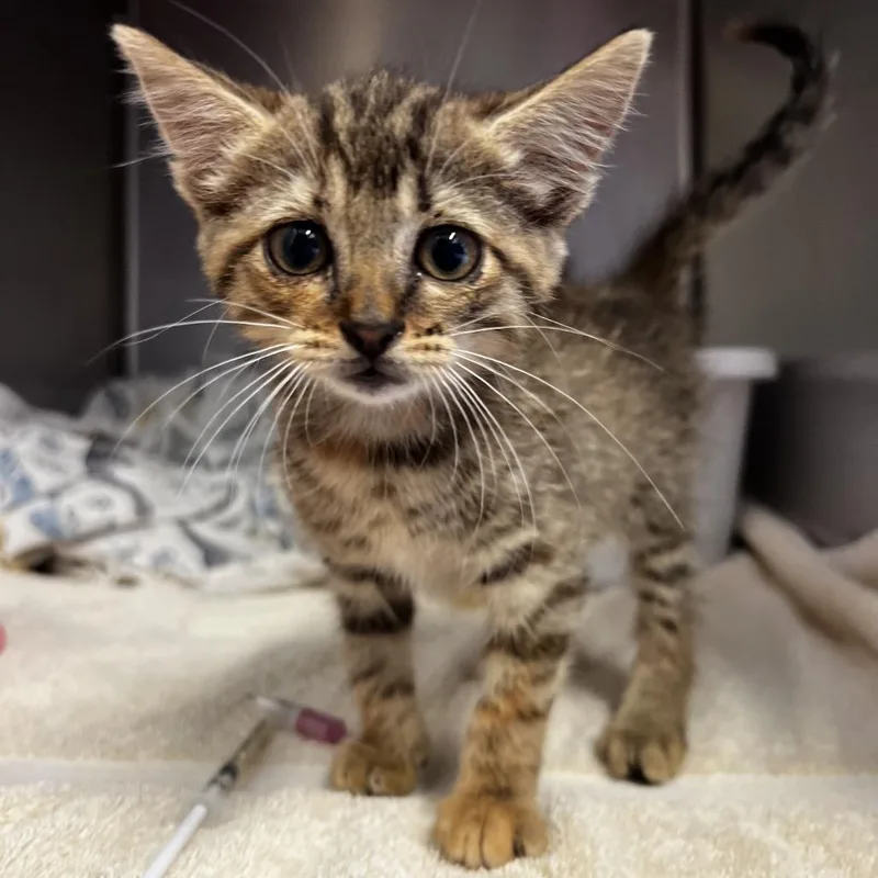 A baby small-sized female Brown / Chocolate Domestic Short Hair cat named Katie for adoption in Harrisville, WV