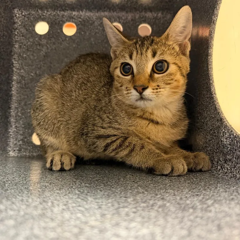 A baby small-sized female Brown / Chocolate Domestic Short Hair cat named Brella for adoption in Birmingham, AL