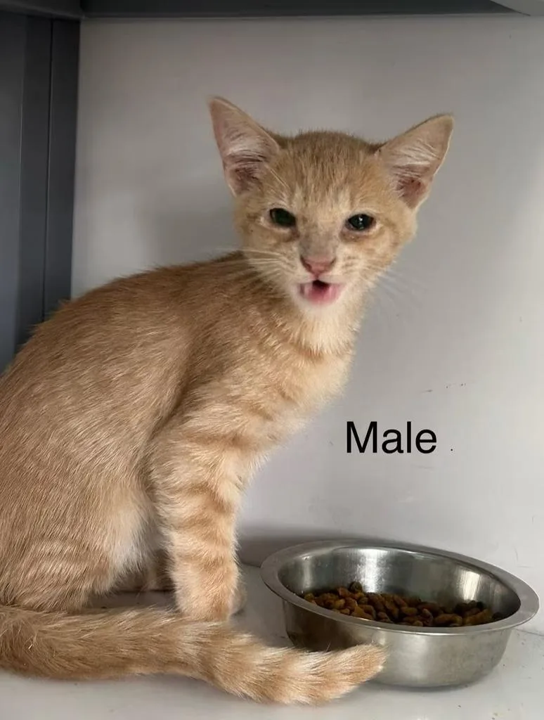A baby medium-sized male Domestic Short Hair cat named Trouble for adoption in Holbrook, AZ