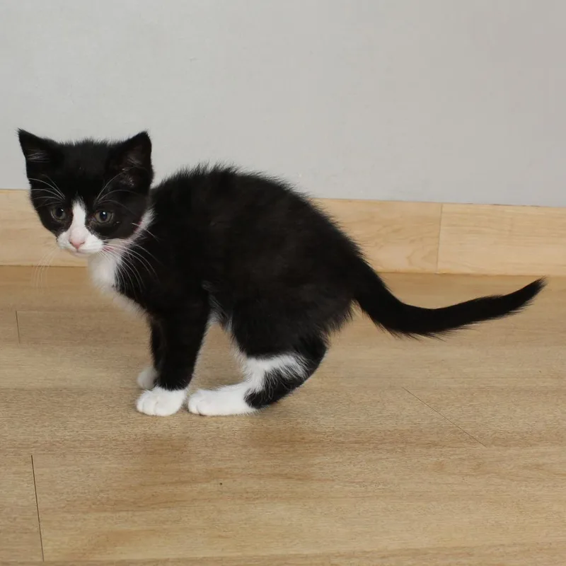 A baby small-sized female Black Domestic Short Hair cat named Finger C for adoption in Minnetonka, MN