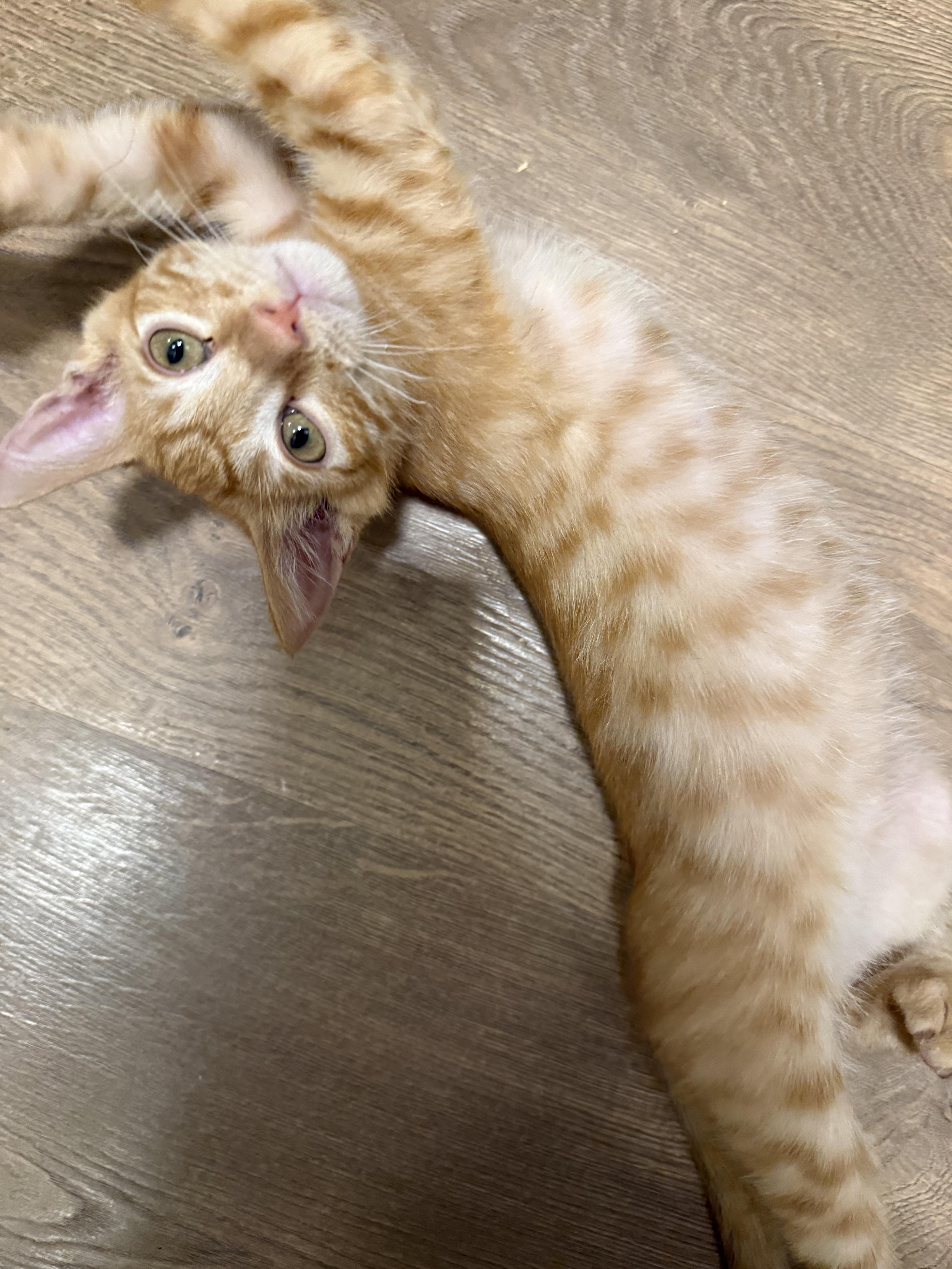 A baby medium-sized male Tabby (Orange / Red) Domestic Short Hair cat named Minnow Indoor Only for adoption in Stockton, CA