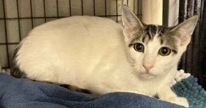 A baby medium-sized male Domestic Short Hair cat named Ennis for adoption in Redmond, OR