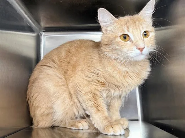 A young small-sized female Domestic Medium Hair cat named Zsa Zsa for adoption in Santa Rosa, CA