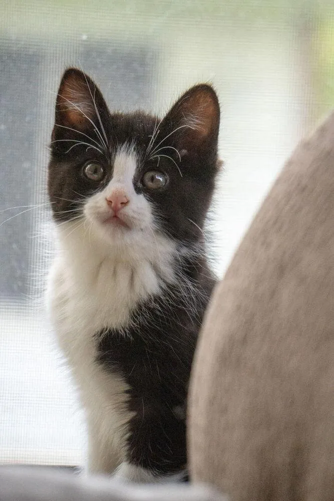 A baby medium-sized male Domestic Short Hair cat named Thumper for adoption in Ferndale, MI