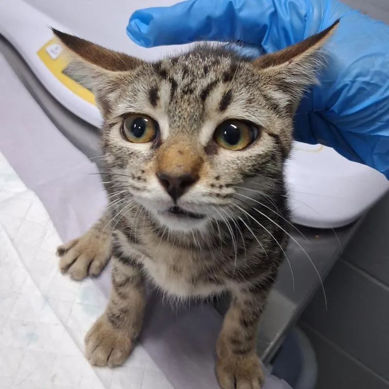A baby small-sized female Brown / Chocolate Domestic Short Hair cat named Camille for adoption in Summerville, SC
