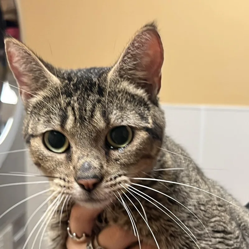 An adult medium-sized female Buff / Tan / Fawn Domestic Short Hair cat named FWT Mystic for adoption in Midland, TX