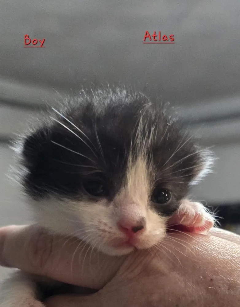 A baby small-sized male Black & White / Tuxedo Domestic Short Hair cat named Atlas for adoption in Lorain, OH