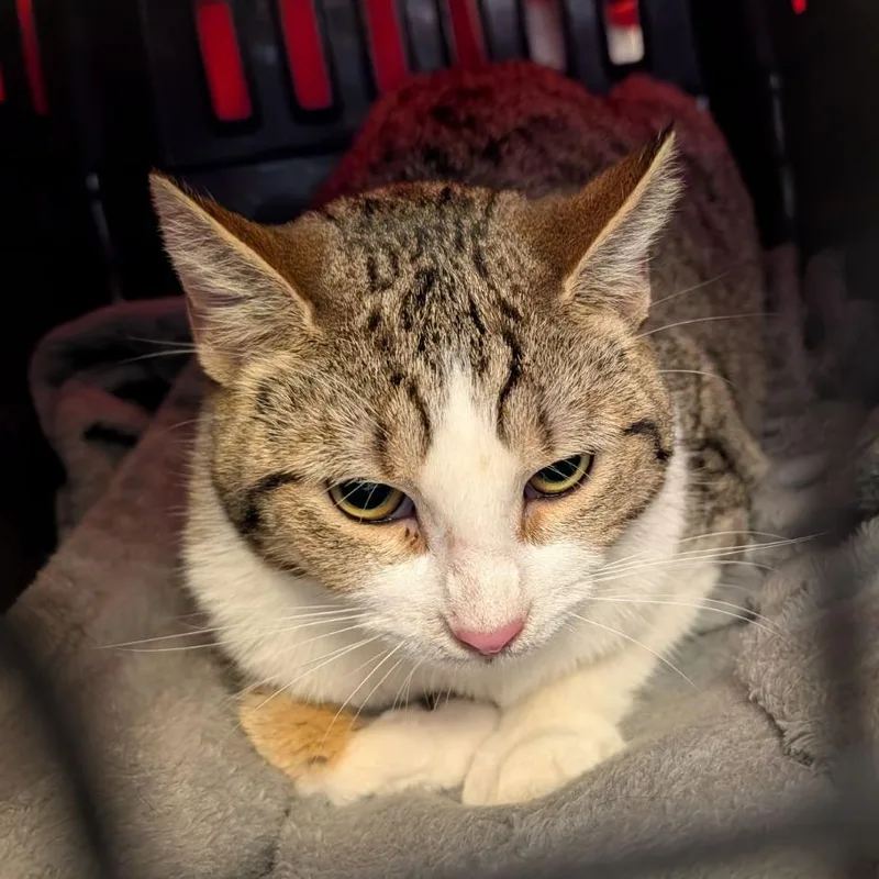 A young medium-sized female Brown / Chocolate Domestic Short Hair cat named Rose for adoption in Fairport, NY