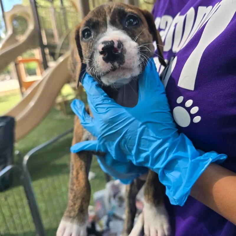 A baby small-sized female Terrier dog named Melle for adoption in San Antonio, TX