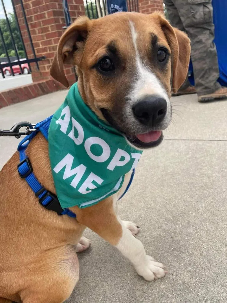 An adult medium-sized female Boxer dog named Cinnamon for adoption in Rutherfordton, NC