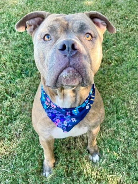 A young large-sized male Pit Bull Terrier dog named Reeko for adoption in Tulsa, OK