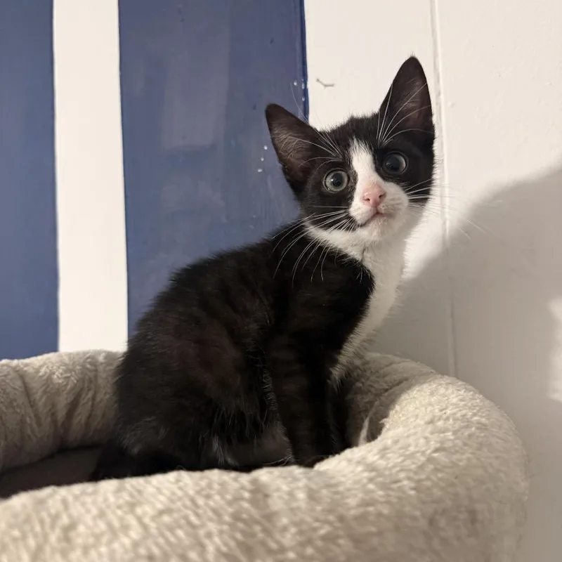 A baby small-sized female Black Domestic Short Hair cat named Plum for adoption in Jarrettsville, MD