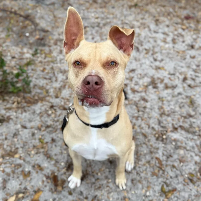 An adult large-sized male Yellow / Tan / Blond / Fawn Mixed Breed dog named Josh for adoption in Sarasota, FL