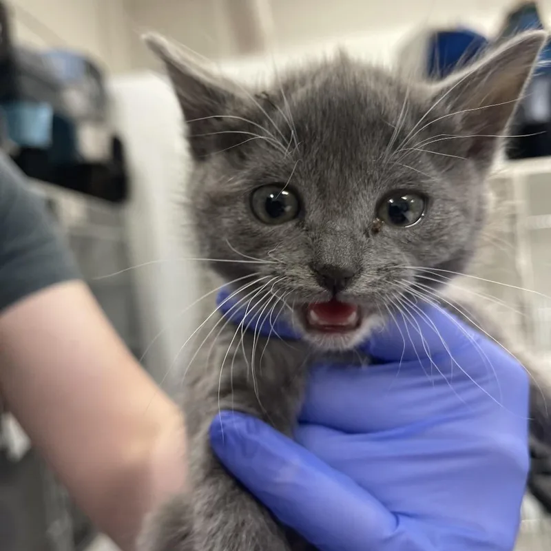 A baby small-sized male Gray / Blue / Silver Domestic Short Hair cat named Crikee for adoption in Long Beach, CA