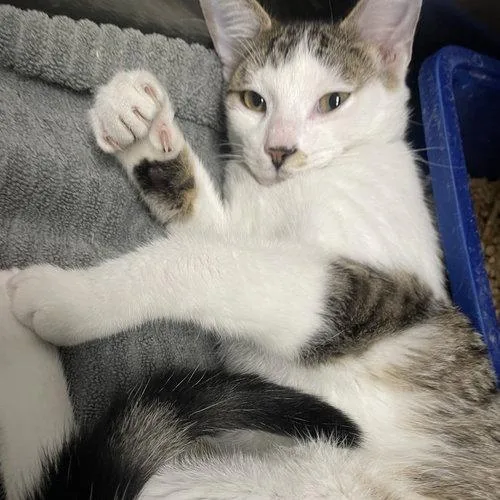 A young small-sized male Domestic Short Hair cat named Tigger for adoption in Georgetown, KY