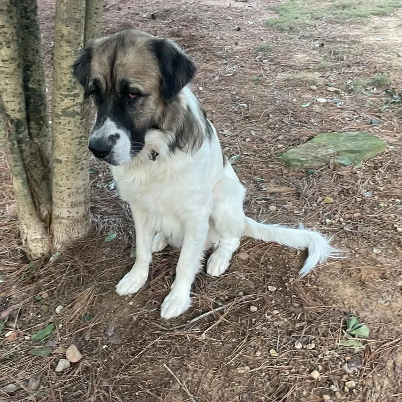 An adult large-sized male Saint Bernard dog named Ralph for adoption in Bessemer, AL