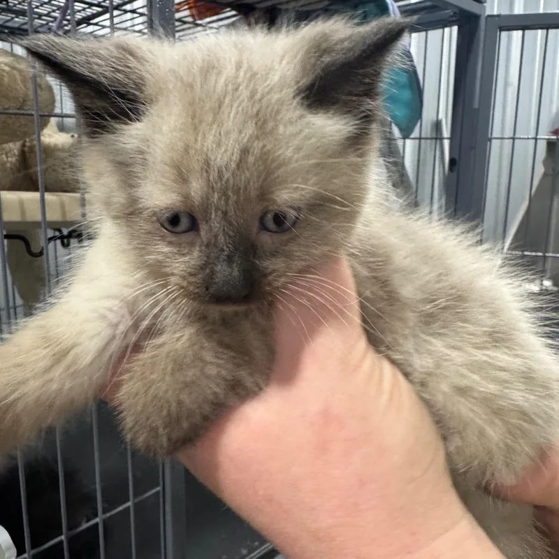 A baby small-sized male Cream / Ivory Siamese cat named Papyrus for adoption in Parrish, AL