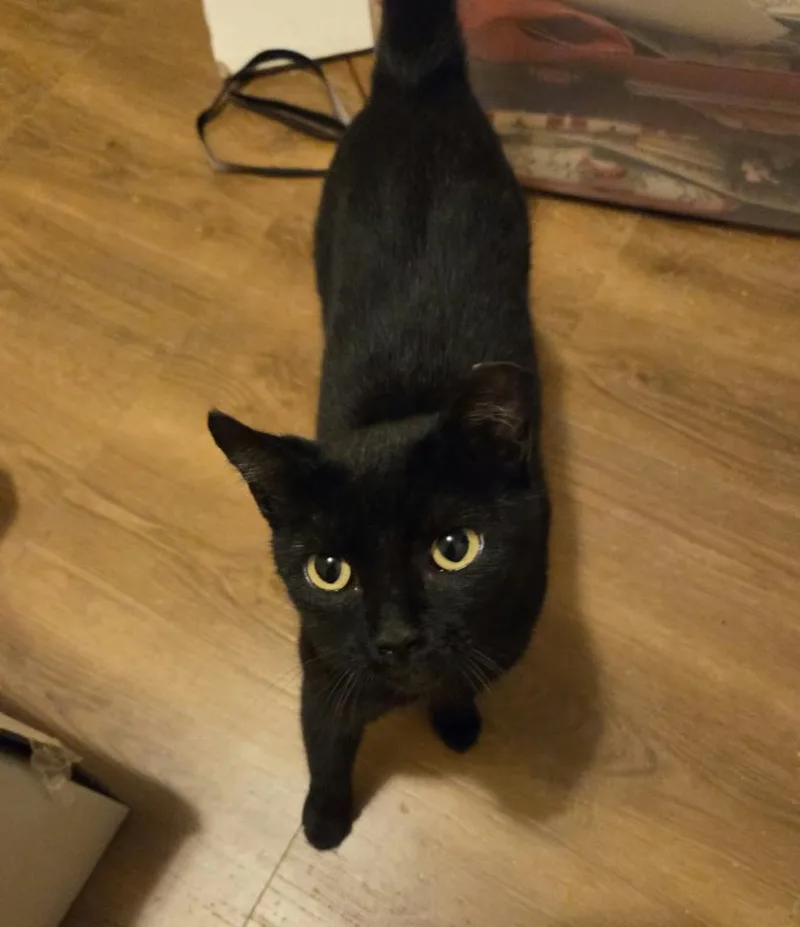 A young medium-sized female Black Domestic Short Hair cat named Lucy for adoption in Roanoke, VA