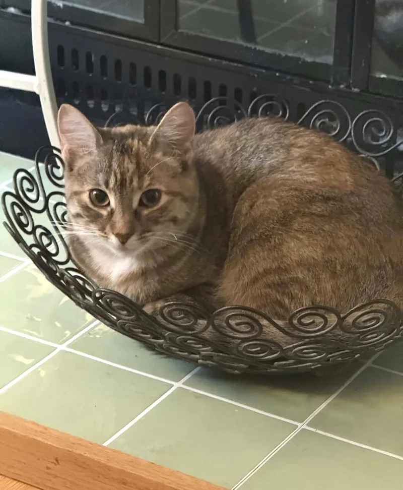 Cinnamon thumbnail 2