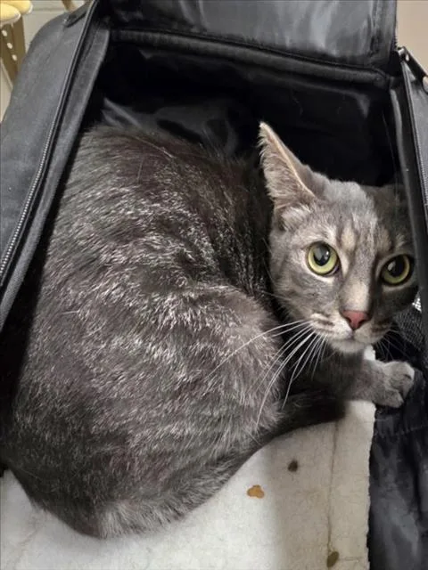 A young medium-sized male Domestic Short Hair cat named Biz for adoption in Derwood, MD