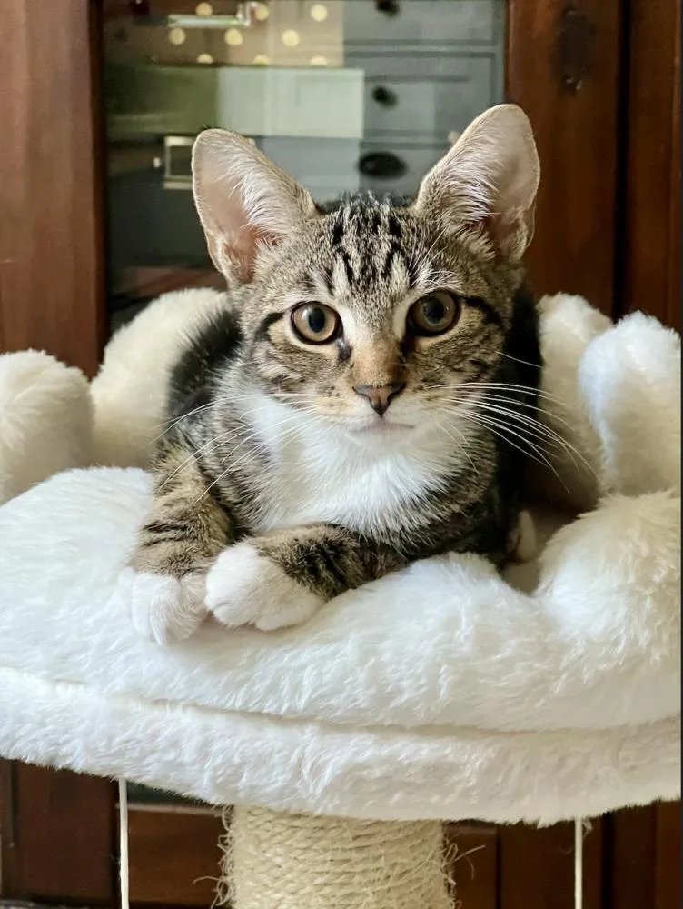 A baby small-sized male Domestic Short Hair cat named Tabasco for adoption in Oradell, NJ