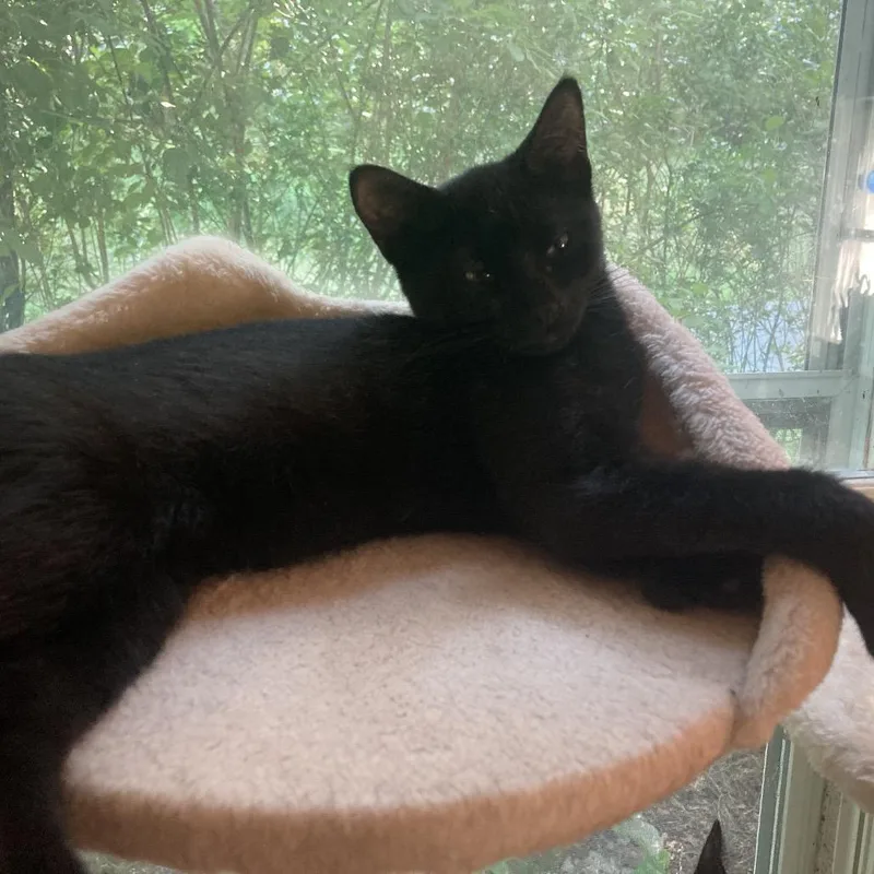 A baby medium-sized female Black Domestic Short Hair cat named Mila for adoption in Hudson, NY