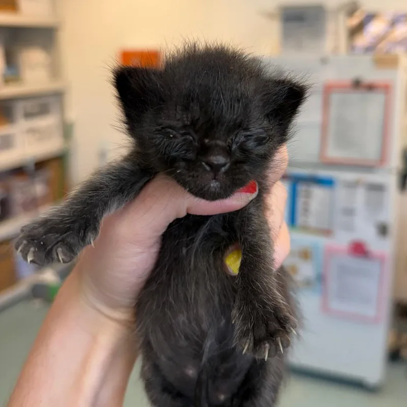 A baby small-sized female Black Domestic Short Hair cat named White Dove for adoption in Austin, TX