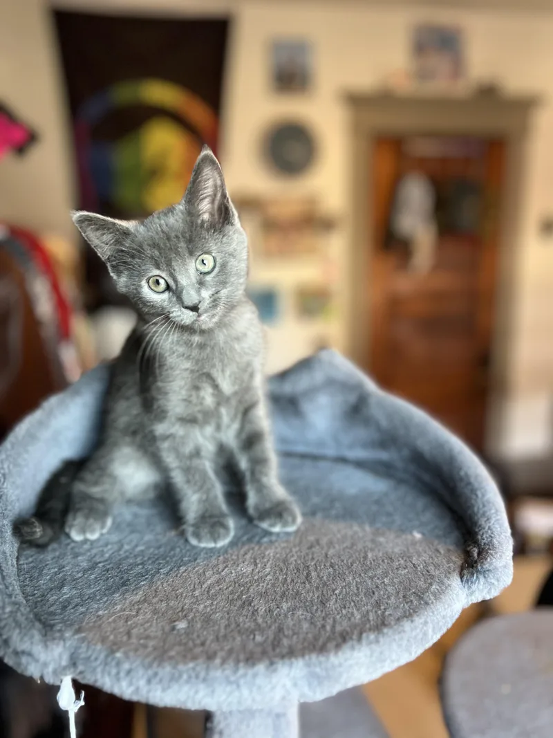 A baby medium-sized female Gray / Blue / Silver Domestic Short Hair cat named Acadia for adoption in Columbus, OH