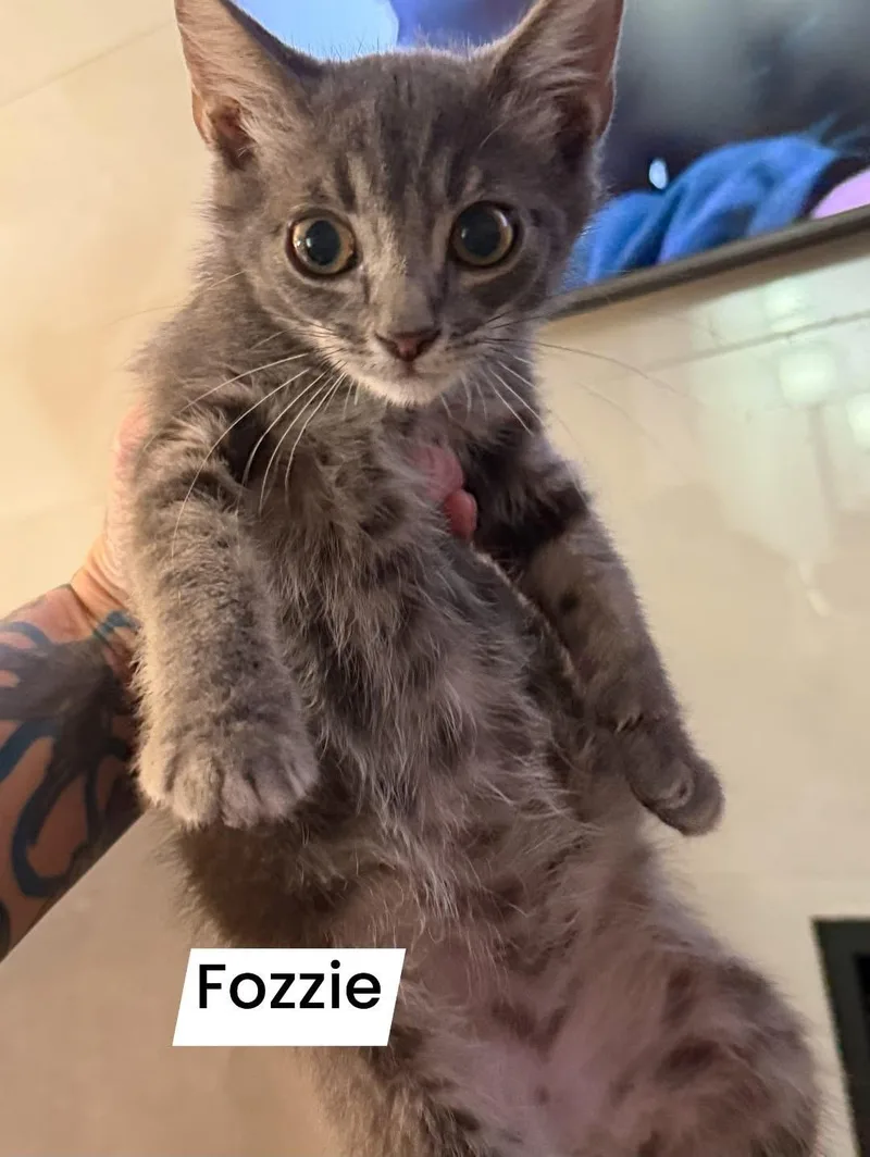 Fozzie thumbnail 3