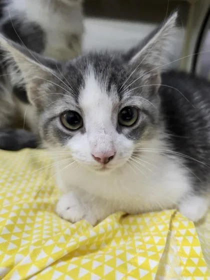A young medium-sized female Domestic Short Hair cat named Amber for adoption in Columbus, IN