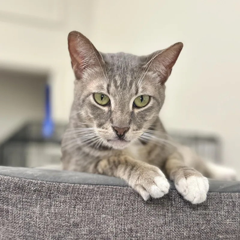 An adult medium-sized male Tabby (Gray / Blue / Silver) Domestic Short Hair cat named Bobby for adoption in Mount Rainier, MD