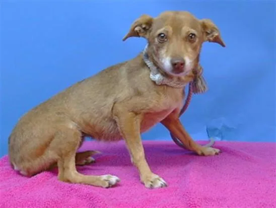 An adult small-sized female Chihuahua dog named Sprinkles for adoption in Gardena, CA