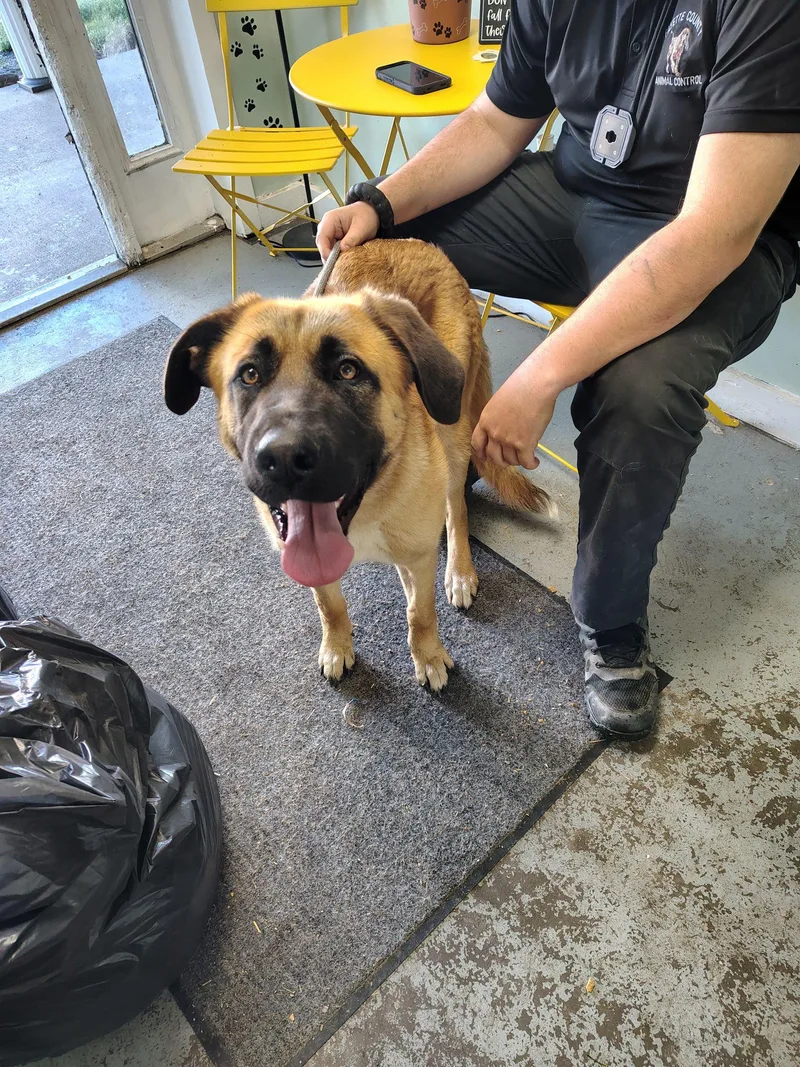 A young large-sized female Anatolian Shepherd dog named Iris for adoption in Fayetteville, WV