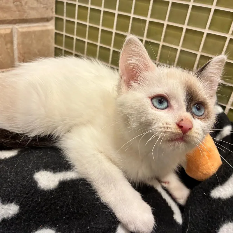 A baby small-sized female Siamese cat named Marian Anderson for adoption in Ferndale, MI