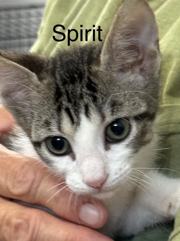 A baby small-sized male Domestic Short Hair cat named Spirit for adoption in Saint Francisville, LA