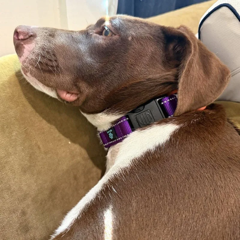 A baby medium-sized female Pit Bull Terrier dog named Fudgey for adoption in Oakland, CA