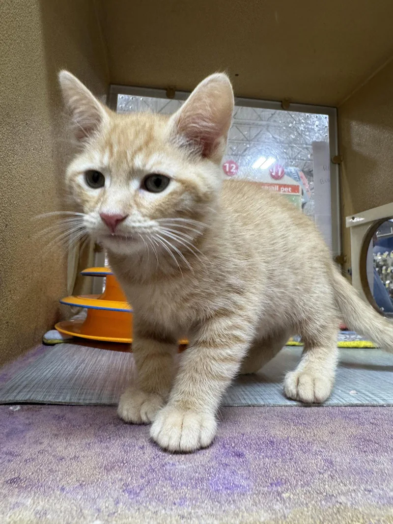 A young medium-sized male Orange / Red Domestic Short Hair cat named Elwood P. Dowd for adoption in Riverside, CA