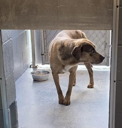 An adult large-sized female Catahoula Leopard Dog dog named Dixie for adoption in Conway, SC