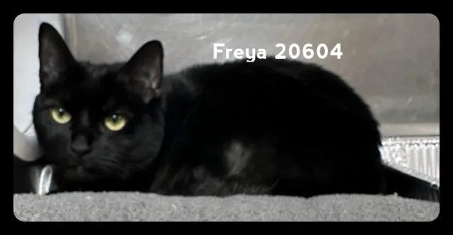 An adult medium-sized female Black Domestic Short Hair cat named Freya for adoption in Marietta, GA