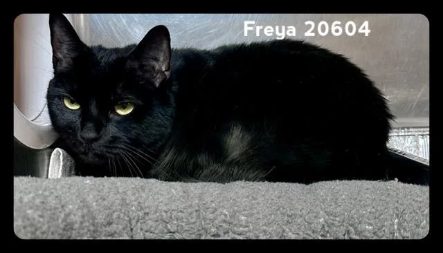Freya thumbnail 2