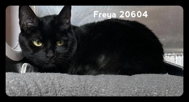 Freya thumbnail 3