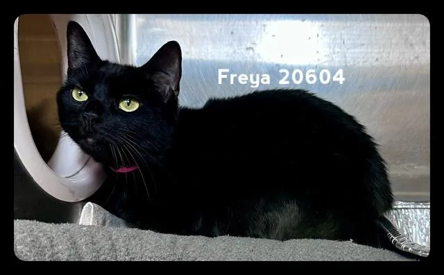 Freya thumbnail 4