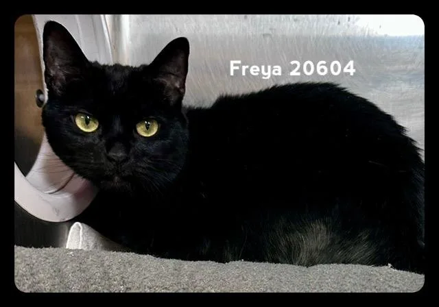 Freya thumbnail 5
