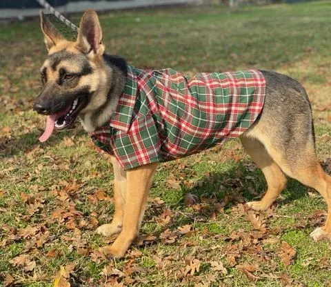 An adult medium-sized male Black German Shepherd Dog dog named Lilo for adoption in Colusa, CA