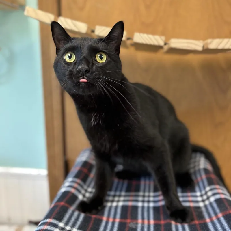 An adult large-sized male Black Domestic Short Hair cat named Wakko for adoption in Fargo, ND
