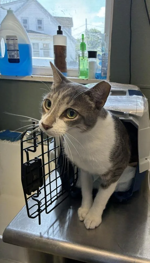 Stunning Sterling thumbnail 3