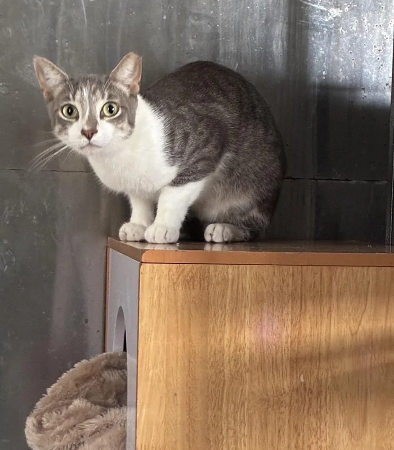 Stunning Sterling thumbnail 4