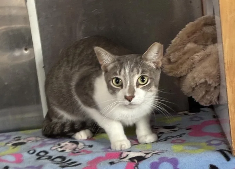 Stunning Sterling thumbnail 5