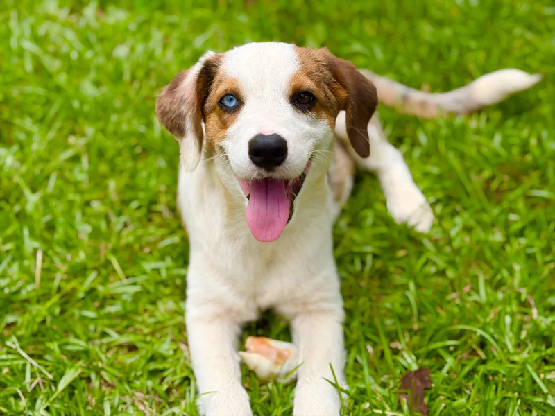 A baby medium-sized female Merle (Blue) Australian Shepherd dog named Trivia for adoption in Lucedale, MS